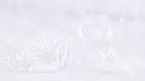 subpage/Tiger1.jpg