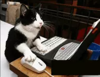 ejercicio6/media/images/gato2.gif