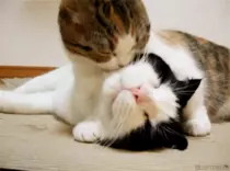 ejercicio6/media/images/gato3.gif