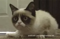 ejercicio6/media/images/gato4.gif