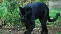 panther.jpg