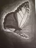 butterflyrev.jpg