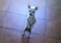 Home Page/dancing-dog.gif