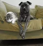 Trillium_Poncho_cat_dog.jpg