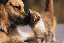dogvscat.jpg
