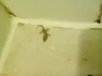 img/sponges.jpg