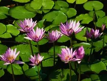picture/Water lilies.jpg