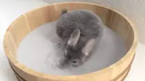 img/chin1.gif