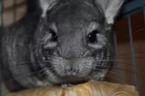 img/chin1.jpeg