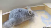 img/chin2.gif