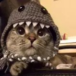 saul hernandez/imagenes/gatocongorro.jpg