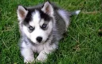 Siberian Husky.jpg