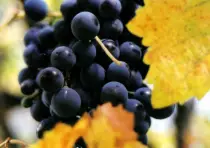 images/4.jpg