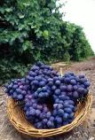 images/5.jpg