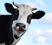 Cow-3.jpg