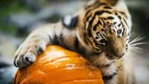pumpkin-zoo-animals.jpg