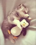 personal branding/Dogs/babyhusky2.jpg