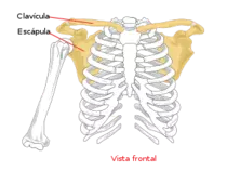 biologia/imagenes/300px-Pectoral_girdle_front_diagram_es.svg.png