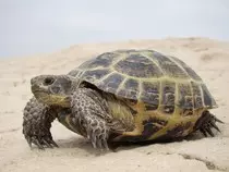 torti.jpg