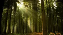 Imagenes/bosque.jpg