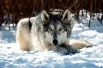 Imagenes/lobo.jpg