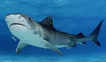 Imagenes/tiburon.jpg
