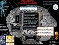 25 human brain.jpg