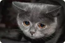Images/SadKitty.png