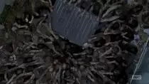walkermob.gif