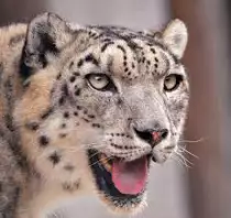 images/Snow Leopard photo.jpg