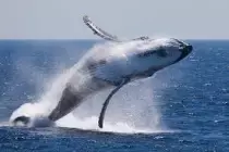images/Whale Photo.jpg