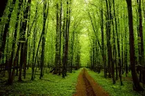 trees.jpg