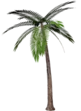 images/palm.png