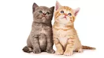 img/cat8.jpg