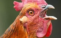 chicken.jpg