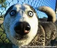 dog.jpg