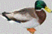 tumblr_static_duck-mallard-male-transparent-background-0200-10075.gif