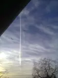atr/birds2.jpg