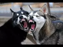 husky.jpg