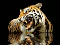 tiger3.gif