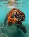 tiger4.jpg