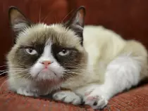 img/grumpycat.jpg