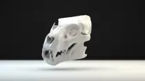 lion.jpg