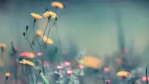 Images/flowy.jpg