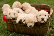 pictures/Basket-of-Golden-Retriever-Puppies.jpg