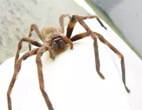 pictures/Sparassidae_Palystes_castaneus_mature_female_9923s.jpg