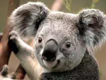 imagenes/Koala.jpg