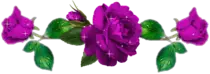 Rosas-Moradas-89581.gif