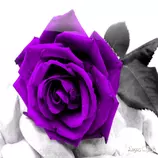 rosa_morada.png