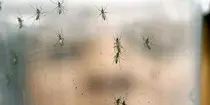 zika_620x312.jpg